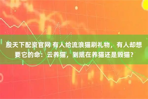 股天下配资官网 有人给流浪猫刷礼物，有人却想要它的命：云养猫，到底在养猫还是毁猫？